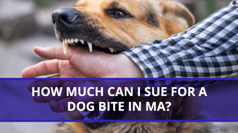 How much can I sue for a dog bite in MA